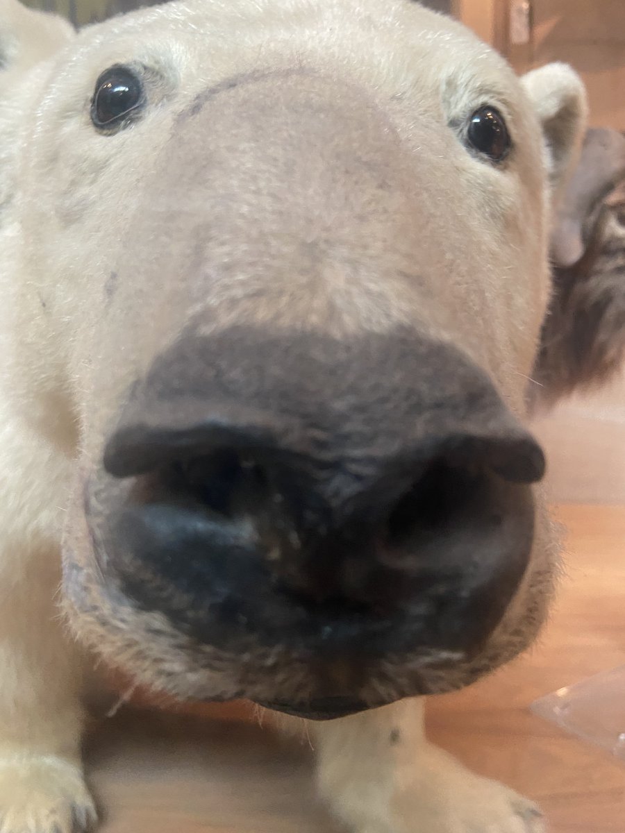 @mothertobears Kelvingrove museum polar bear