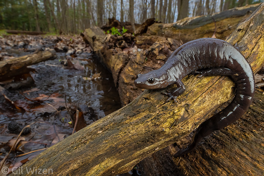 Every year, depending on my location and timing, I try to spend at least one full day searching for large salamanders. It is very rewarding to see them since they stay hidden for most of the year. I saw quite a few Jefferson salamanders (Ambystoma jeffersonianum) yesterday!