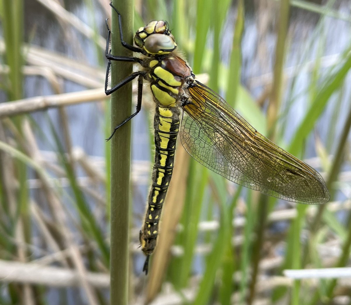 Our #NNR team spotted their first Hairy Hawker of the year last week, newly emerged and still unfolding its wings. Hairy Hawkers are one of the first dragonfly species to appear here in the spring. Have you spotted any dragonflies yet?