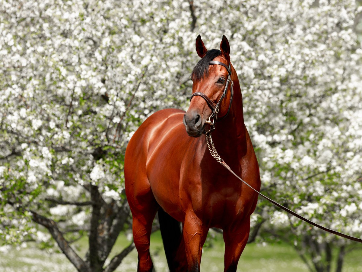 🎉 Happy birthday today to #Erevann! 🎉 This Gr.2 winning and Gr.1 placed miler, by Dubawi out of #Siyouni’s triple Gr.1 winning daughter #Ervedya, is well into his successful first covering season.