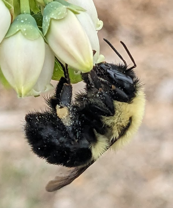 Let's get ready to bumble! 
Blueberry bloom season is underway in northern states, and this bumble bee queen was working hard to get her new colony established.