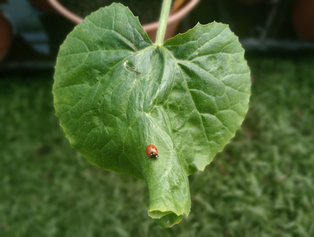 Made a new little buddy at the allotment today 🐞❤️
