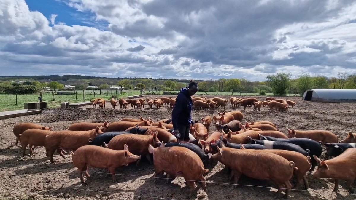 Finally split the ninjas into boars & gilts...no more unplanned litters from here on in! #farming youtu.be/UBj0IvLqiZA?si…