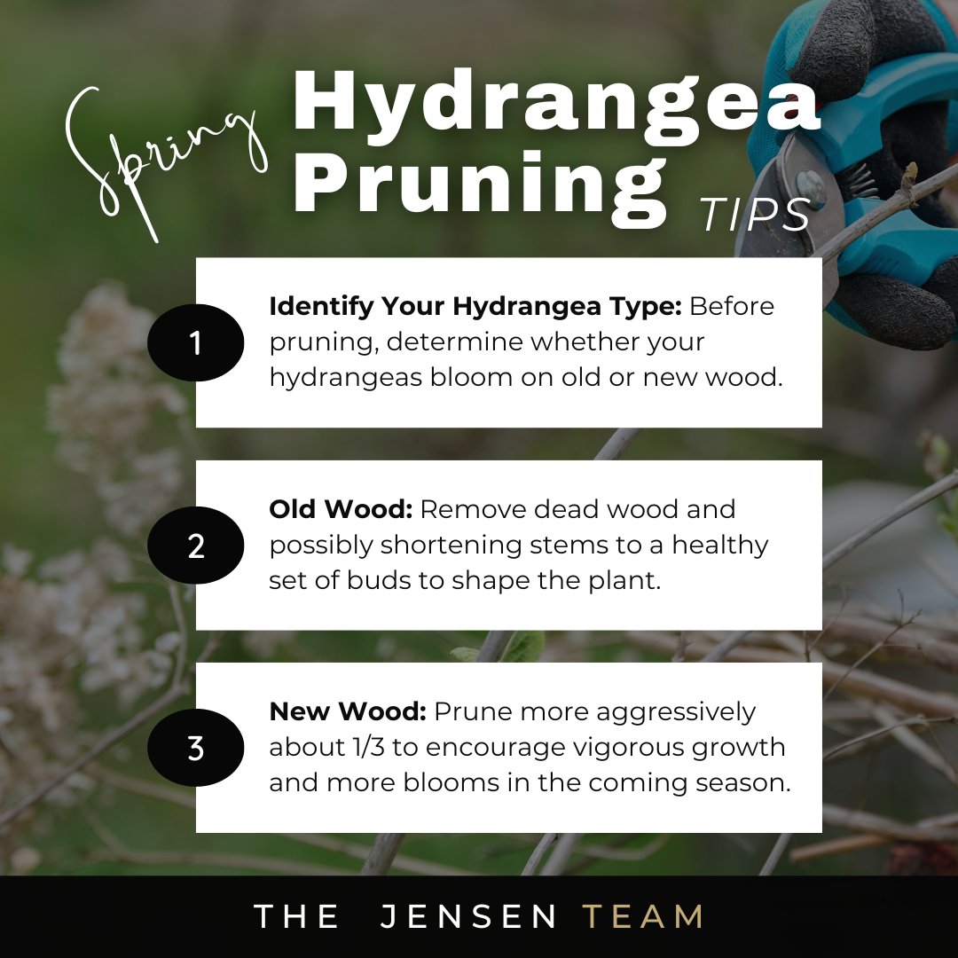 MarkJensenSells's tweet image. For those Bigleaf &amp;amp; Oakleaf beauties, a gentle trim to remove dead wood &amp;amp; a slight shape-up might be all they need. Panicle &amp;amp; Smooth hydrangeas, feel free to prune a bit more boldly to encourage vibrant growth &amp;amp; even more stunning flowers.
#HydrangeaCare #SpringPruning