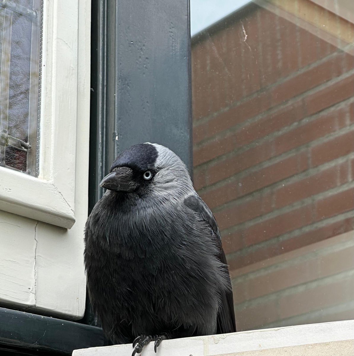 Na acht maanden zit Karel weer op de keukendeur te wachten op vijf kattenbrokjes uit m’n rechterhand. Vervolgens uit links nog een XL brokje. Na het vijfde kleine brokje zit ‘ie al te kijken naar m’n linkerhand. Kan hij tellen?