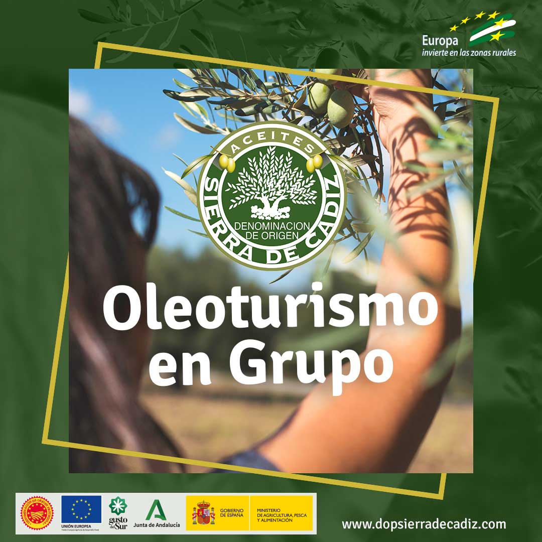 Descubre la magia del oleoturismo con nosotros. Embárcate en una aventura que te llevará por el corazón de los olivares de la Sierra de Cádiz, donde podrás aprender sobre el meticuloso proceso de producción del aceite de oliva virgen extra. 

 ▶️ dopsierradecadiz.com ◀️
