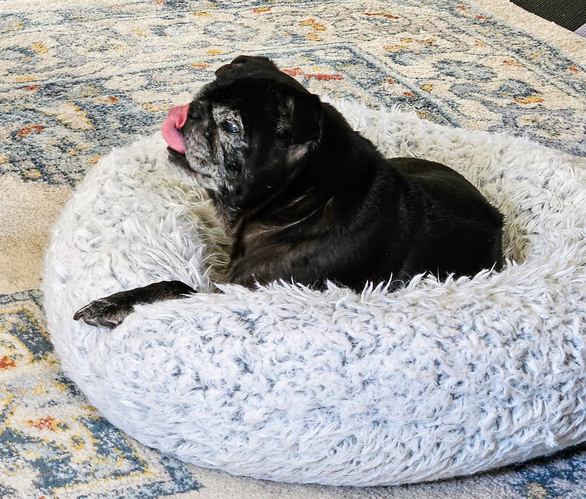 #TOT #tongueouttuesday #scribblepugtot @scribblepug #puglife #pugs #pugsoftwitter #dogsoftwitter #dogsofx #tripawd #seniordogs #seniorpugs #mainedogs