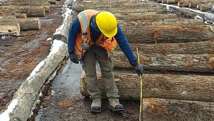 Scale your logs with the VDTS System and Realwear Navigator™ 500 by speaking in Specie, Length, Diameter and Grade. Default Specie and\or default Lengths can be set for consistent Specie\Length. More: bit.ly/3lo72yP #handsfree #logscaling #lumber