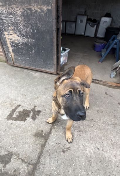 gsrescueelite's tweet photo. Fabulous Frank is 7mths old and already looking for a new home, Frank can live with older kids and other #dogs but will need a breed exp home to meet his needs 
#GermanShepherd #Notts 
https://t.co/D7VEHB4ULm https://t.co/K9BkeEbs3e