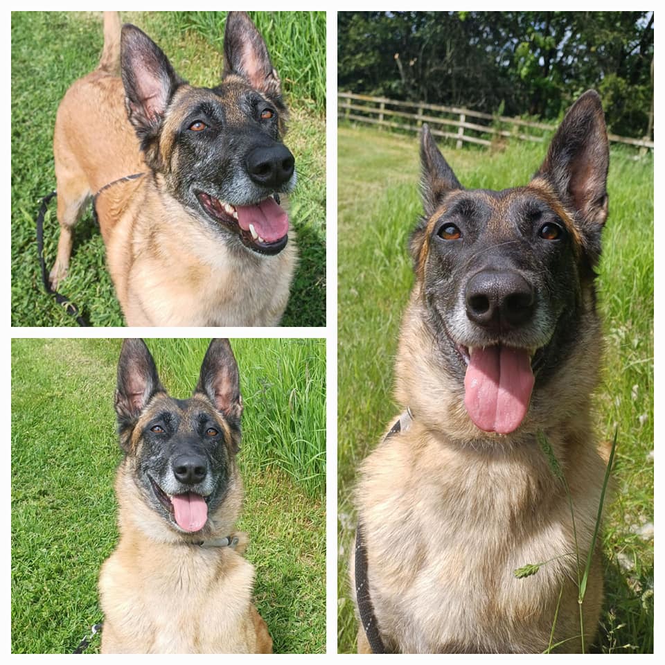 gsrescueelite's tweet photo. Sheba is around 4/5yrs old and she came to us in Sept 21, Sheba is a steady girl who can live with older kids, walks well with other #dogs and loves to be fussed 
#GermanShepherd #SouthYorkshire 
https://t.co/IM0iPILCQb https://t.co/CyuFfrElYW