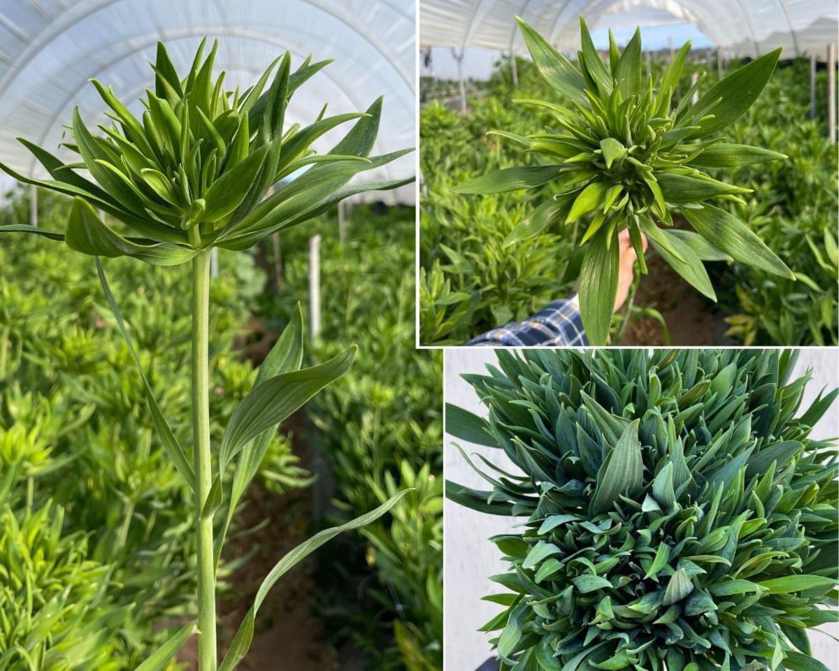 Green Alstro is in porduction! 💚🍃🤩
contact me for more information.
#888camflor #cagrown #certifiedamericangrown #americangrownflowers #cutflowergrower #growershipper #weddingseason2024 #OriginMatters #greenflowers #alstromeriaflowers #springflowers #mothersdayiscoming