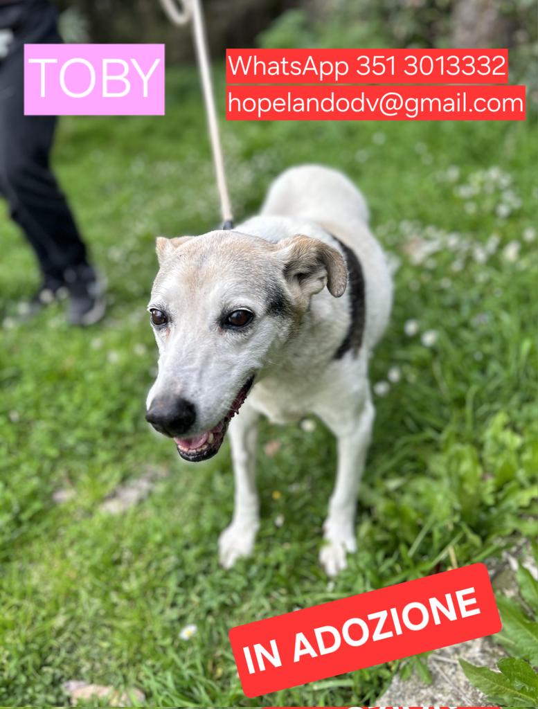 Adozione del ❤️ La nostra dolce nonnina Toby è da quasi 5 anni al rifugio a causa della morte del suo papà umano. Lei è una cagnolina buonissima, che va d'accordo con tutti. Ha 14 anni, taglia media e circa 20 kg. Troviamole presto una casa, non può restare lì. Si trova a Roma.