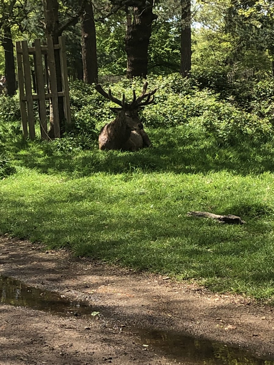 Came across this wonderful stag asleep under a tree on my walk in Richmond Park this afternoon.