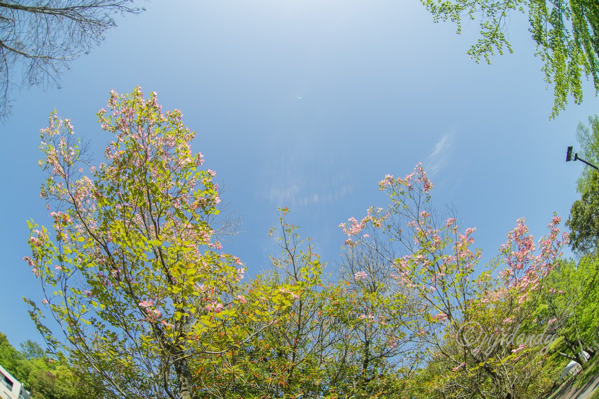 明日からはお天気回復する予報😊

スッキリした青空が見たい🥺

おやすみなさい😴

植物公園のお写ン歩📷🚶‍♂️

ハナミズキ🌼

SONYα7ⅱ
ZENITAR-M 16mm FISHEYE
