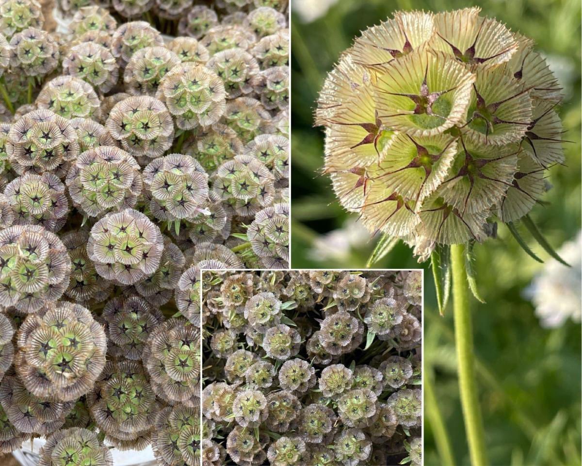 Scabiosa pods are now back in production! 💚🍃🤩
contact me for more information.
#888camflor #cagrown #certifiedamericangrown #americangrownflowers #cutflowergrower #growershipper #OriginMatters #scabiosa #scabiosapods #novelty #texture #springflowers #mothersdayiscoming