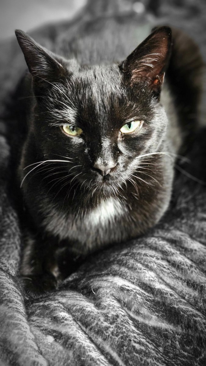 @ThePhotoHour @StormHourMark My cat Tux posing a few months back he is 9 months now, but the camera loves him😻 #ThePhotoHour #StormHour #ThemeoftheWeek