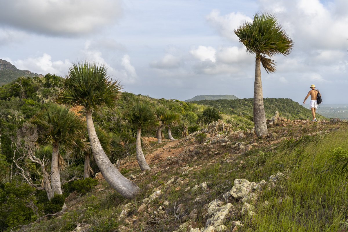 You'll never be short of paths to explore🌿 You're invited to take a hike and soak up the true beauty, tranquility and uniqueness of Curaçao🪵😍🍃