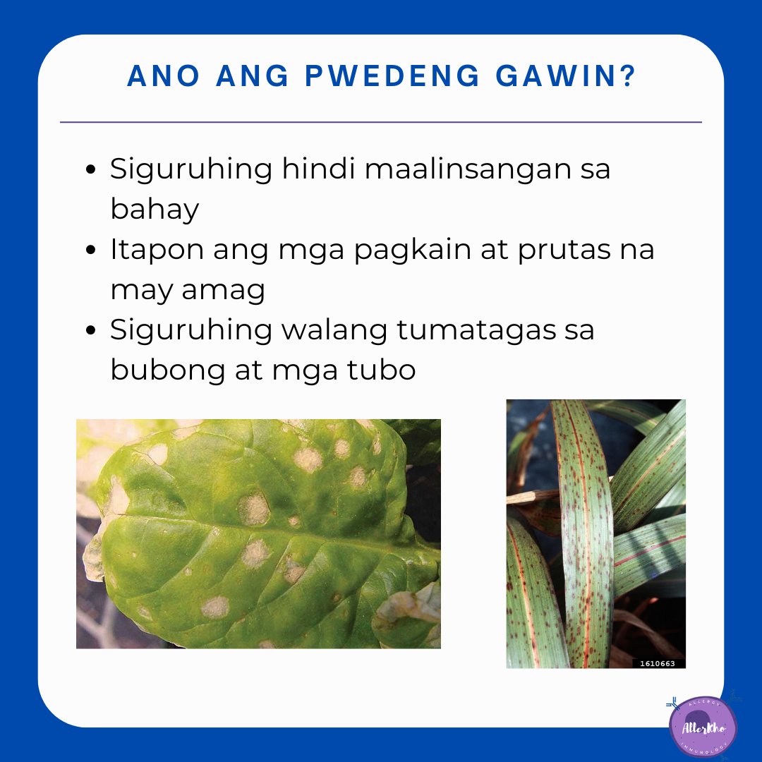 Molds can also trigger allergies, especially asthma and rhinitis.

Always check your pipes for leaks!

*Filipino ang nasa 3 at 4 na larawan

#asthma #allergy #allergyawareness #allergicrhinitis #immunotherapy