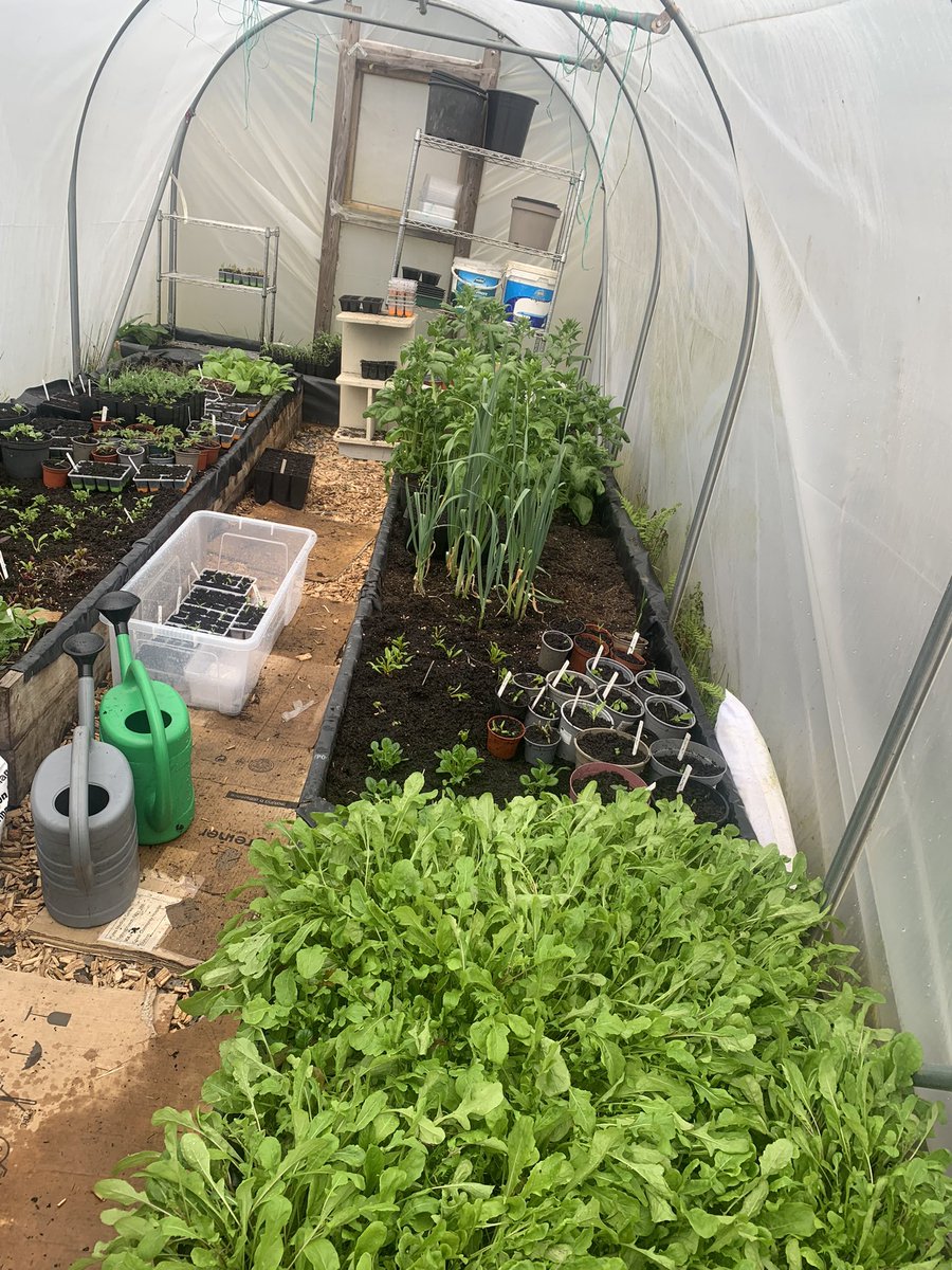 Veg garden update. Everything is coming along nicely. Lots of seedlings in the poly tunnel and been planting out some of the stronger plants 🌱 #sustainableliving #growyourownfood #organicgardening