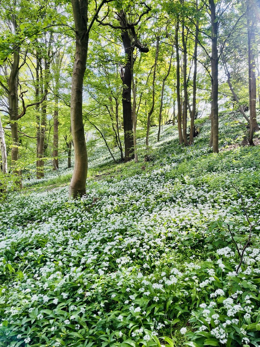 StaplefordPS's tweet photo. 1/2 Massive thanks to Mr. and Mrs. Fox for organising and running our sponsored 'Woodland Challenge' last week.
We built Dens, Wildlife Refuges, Butterfly habitats all while identifying types of trees, birds and other wildlife 📷 https://t.co/iOvuVZeCdf
