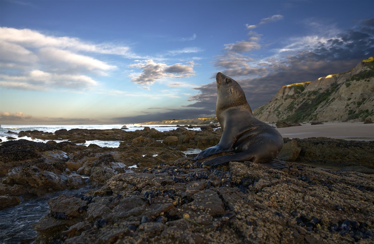 @StormHourMark Baby sea lion relaxing…Newport Beach ,CA #StormHour #ThePhotoHour #ThemeOfTheWeek