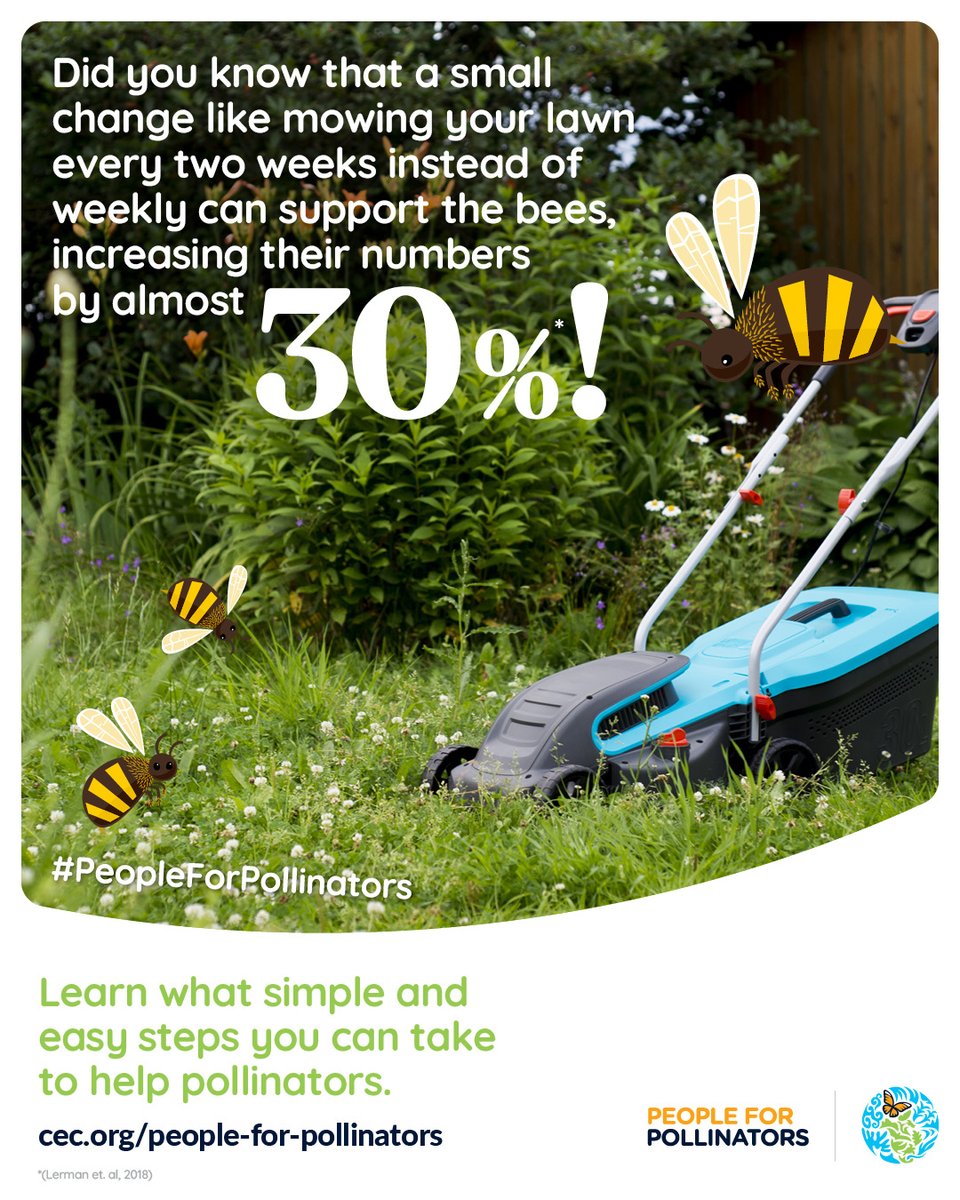 The perfect, tidy lawn is out! ❌🌱 This spring, let’s look after our pollinator heroes by leaving a bit of nature in our gardens & lawns so pollinators have a place to call home. 🔗 Learn what other actions you can take to keep our pollinators safe: cec.org/people-for-pol…