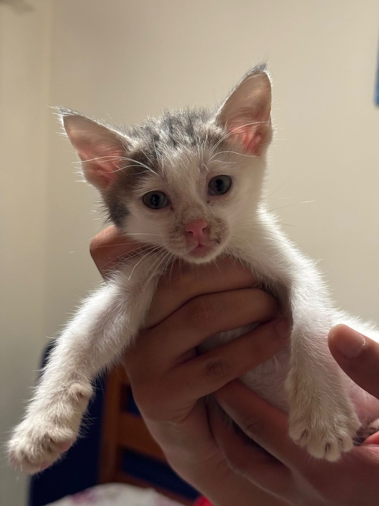 🐾🌟 Meet Nala and Simba, two siblings approximately 6-7 weeks old.🐱

So, if you're ready to give them a loving foster home, reach out to our rehoming line at 0703 283701 or email us at rehoming@kspca.or.ke. 🏠💖

#KSPCA #Adopt #AdoptDontShop