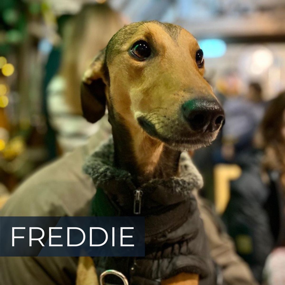 And to finish off National Pet Month… 🐾

𝗡𝗮𝗺𝗲: Freddie

𝗔𝗴𝗲: 2

𝗝𝗼𝗯 𝗧𝗶𝘁𝗹𝗲: Pest Control

𝗟𝗶𝗸𝗲𝘀: Cuddles

𝗗𝗶𝘀𝗹𝗶𝗸𝗲𝘀: The Postman

#NationalPetMonth #OfficeDog #PetPawsitivity #Pets