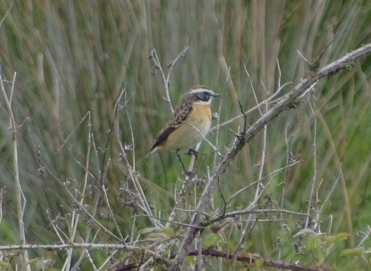 Shortened walk today but I was excited to see a Whinchat in the wet field above the Mere, where I often see Stonechats. I have never seen a Whinchat in this area before. I didn't tick the hobby as there was some uncertainty but the Swift & Whinchat mean 103 for the yr in Marbury.