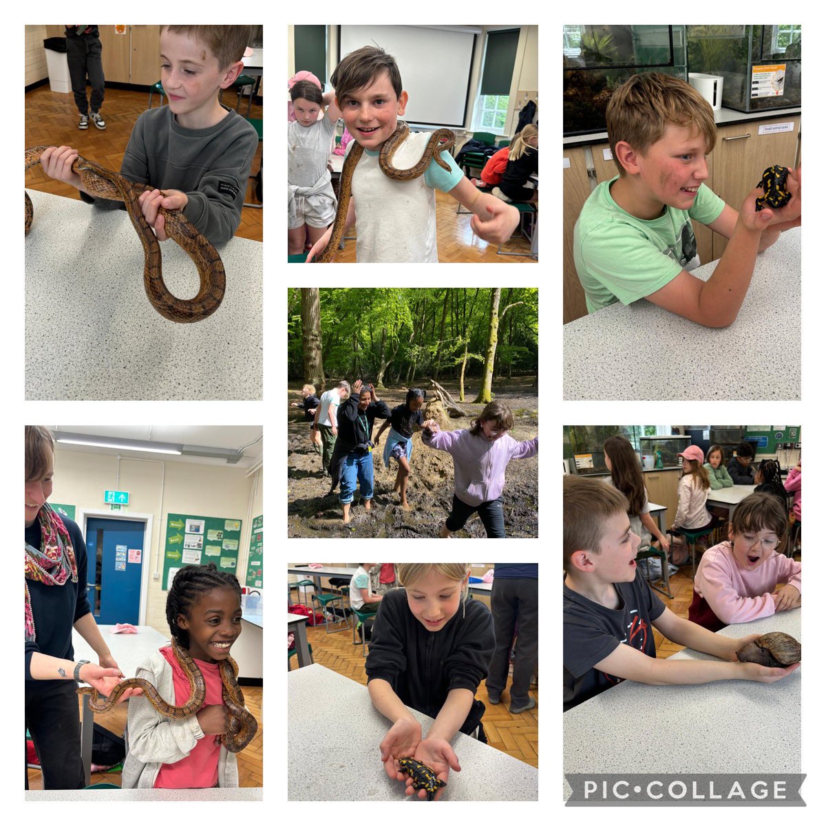 SRA Primary tweet media