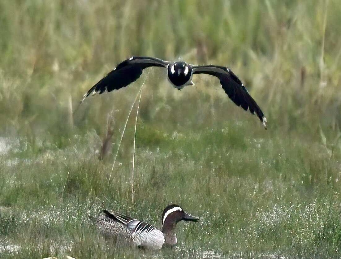 A nice surprise to find this drake Garganey on Sunday morning at Salthouse. It was dabbling in the marshy grass with the Teal. Cracking bird! @NWTCleyCentre