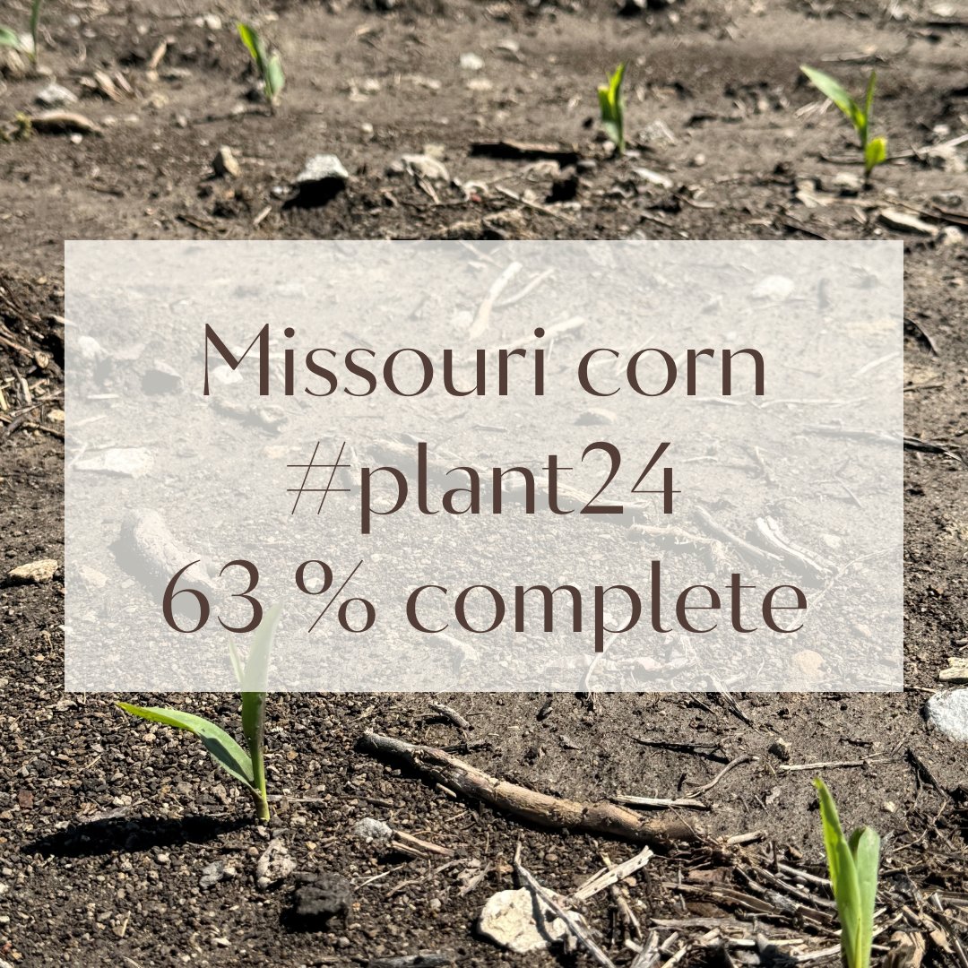 According to the latest USDA report, corn #plant24 is 63% in the Show-Me State, remaining well ahead of the 5-year average of 40 percent. Corn emerged has reached 35%. nass.usda.gov/.../20240429-M… 📷: Addie Yoder