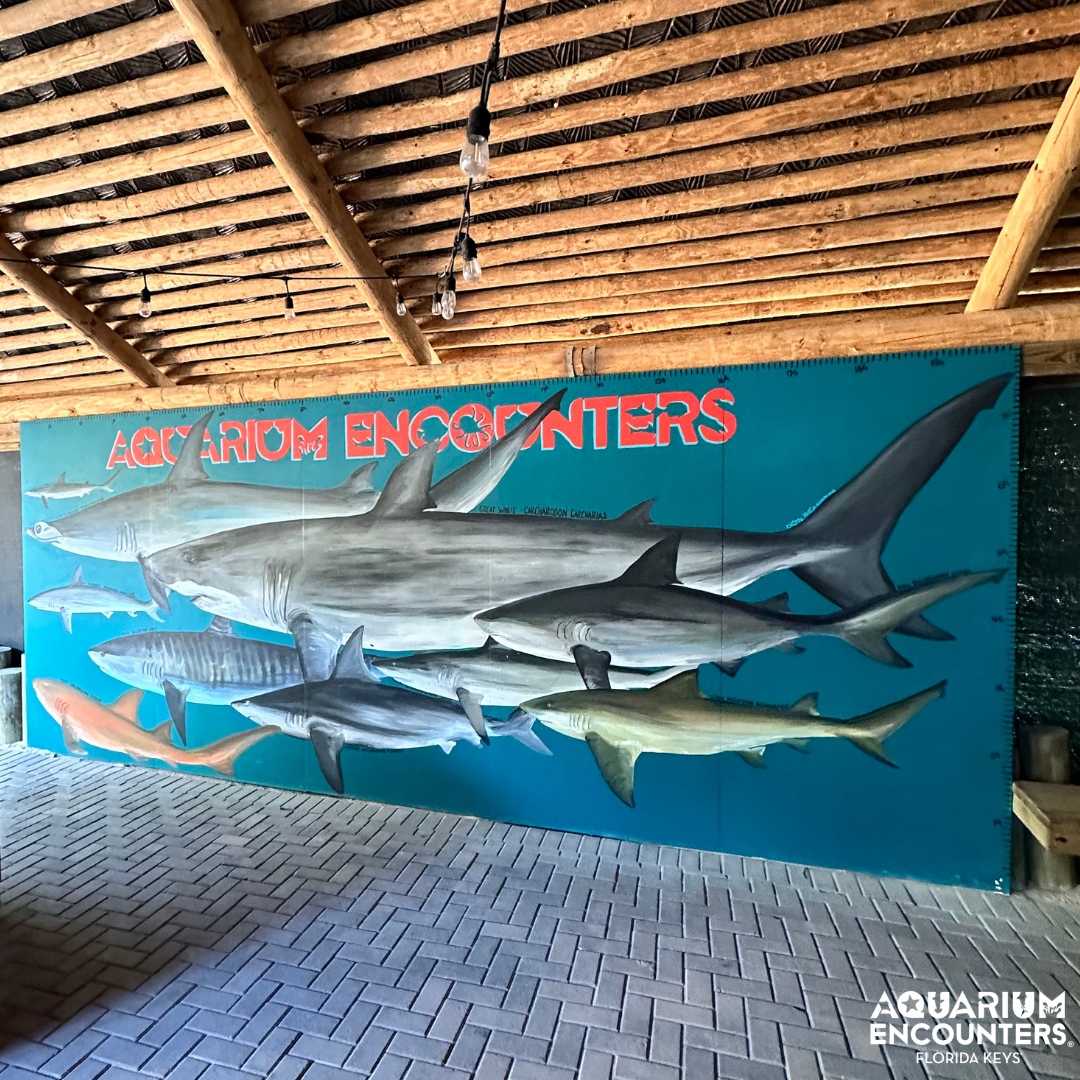 How well do you size up compared to our aquatic friends? Visit us and find out! 🧍‍♂️🦈 
.
.
. 
#aquariumencounters #FLaquariumencounters #baldeagle #everydayisearthday #coralrestoration #doyourpart #earthday #nature #aquarium #aquariumday #fieldtrip #roadtrip #floridadestinat...