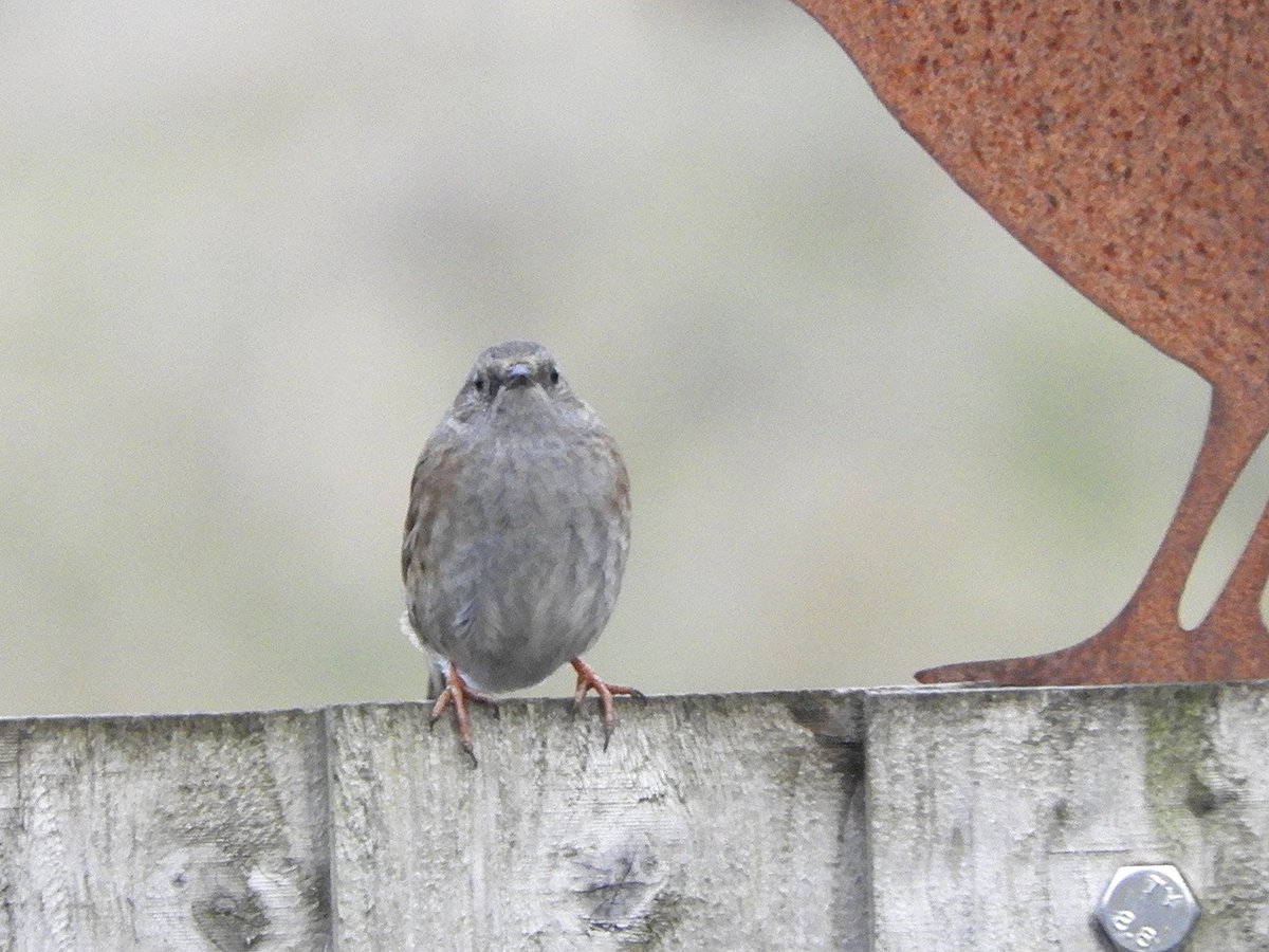 Cheeky little Dunnock! 
#Dunnock #featheredfriends #britishwildlife #gardenbirds #britishbirds #locallad #rspb_love_nature