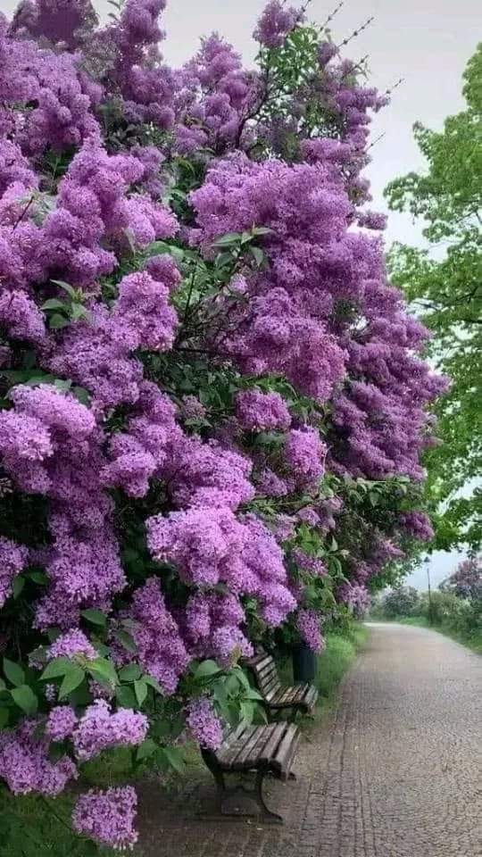 💖💖💖

The scent of lilac flowers