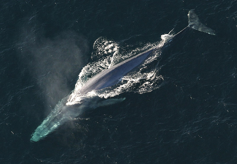 Fenomena air laut dingin yang terjadi di perairan Alor yaitu Alor kecil, merupakan aktivitas upwelling yaitu pengadukan massa air dingin dasar laut yang naik ke permukaan, sehingga badan perairan terasa lebih dingin. mongabay.co.id/2024/04/29/jal…