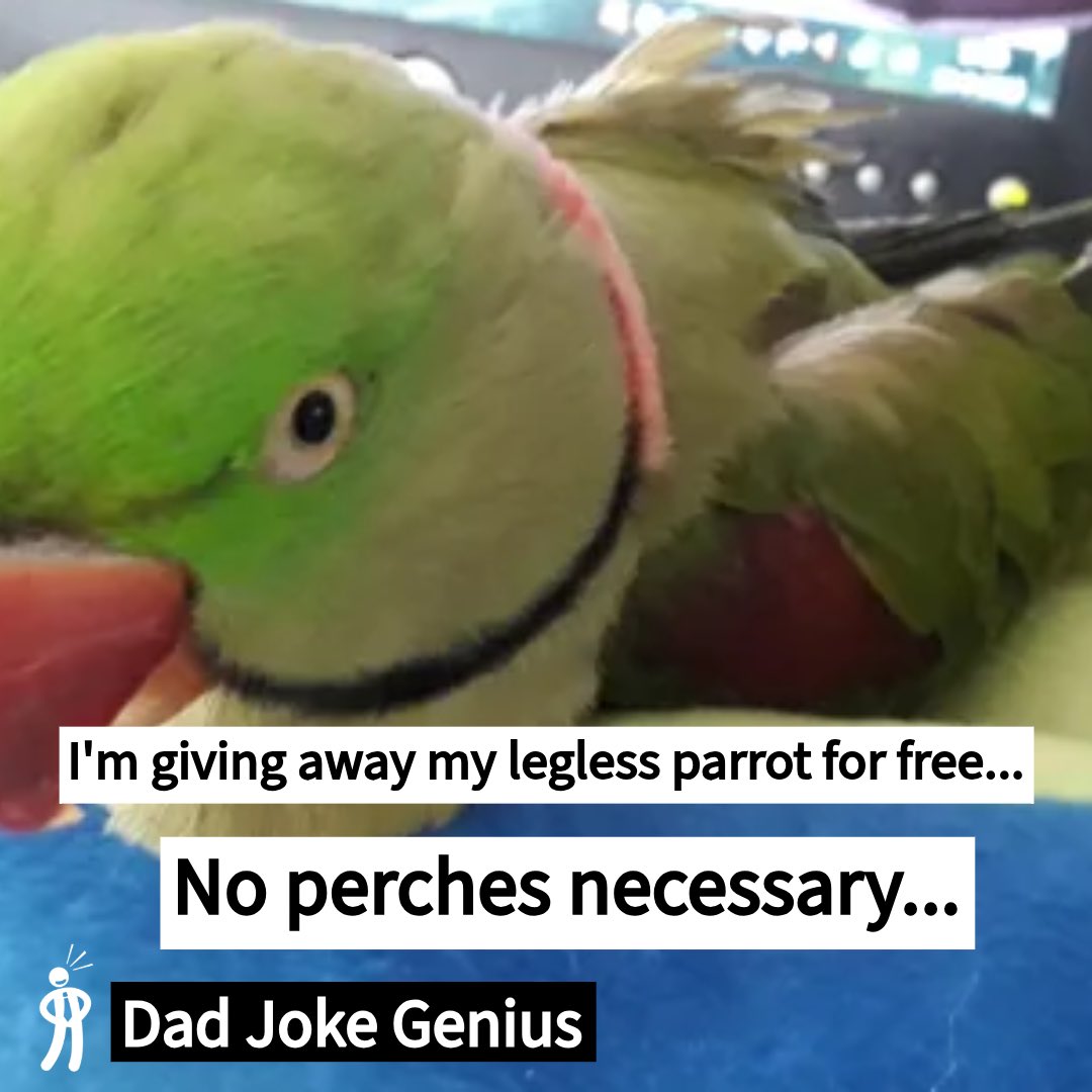 #pets #parrot #birds #dadjoke #dadjokes #dadjokegenius #funny