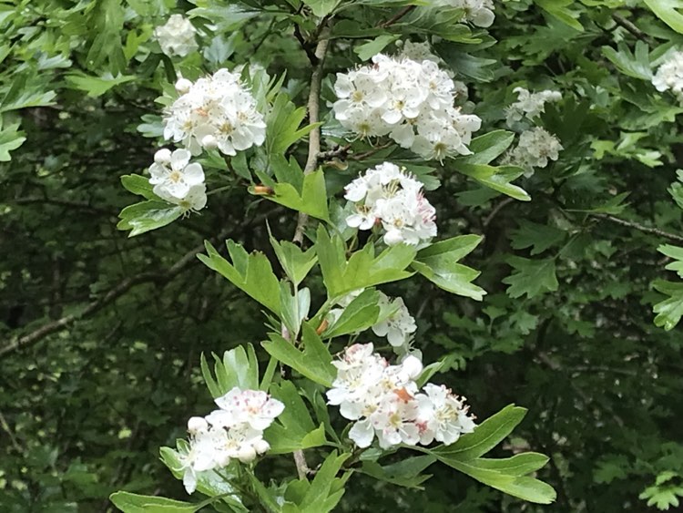 For #TreeTuesday on this May Day eve, let's celebrate the Hawthorn, alternatively known as the May Bush, and traditionally associated at this time of year with good luck and fertility @UccTrees