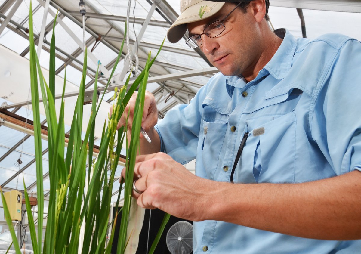 The LSU AgCenter is partnering with Horizon Ag, a seed marketing and variety development company, to initiate a new rice breeding program focused on varieties for southern rice-producing areas. Full article: tinyurl.com/3s7ba699