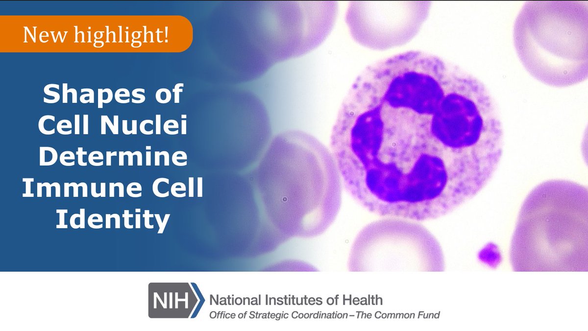 #Neutrophils are immune cells that help our body fight infection. #4DNucleome researchers have discovered new ways that #DNA organization controls cell fate by studying neutrophils' elongated nuclei. Learn more: go.nih.gov/tW4KPJu