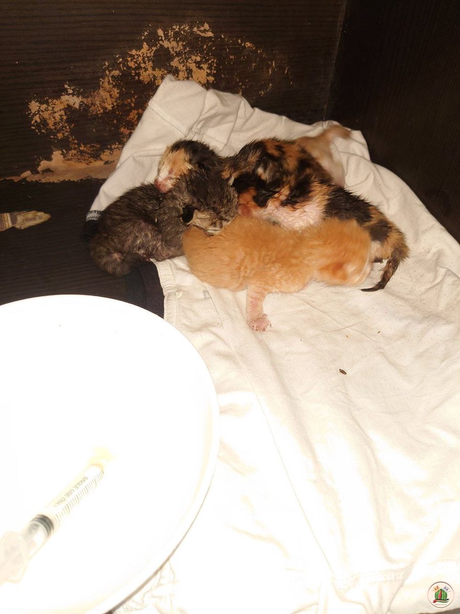 kcg! HELP RT URGENT ada yg bisa bantu jadi foster buat kitten umur 4-5 hari gak? ada fee buat yg mau, dom malang awal bulan udah mau oergi keluar kota🥲 atau ada saran baiknya gimana?