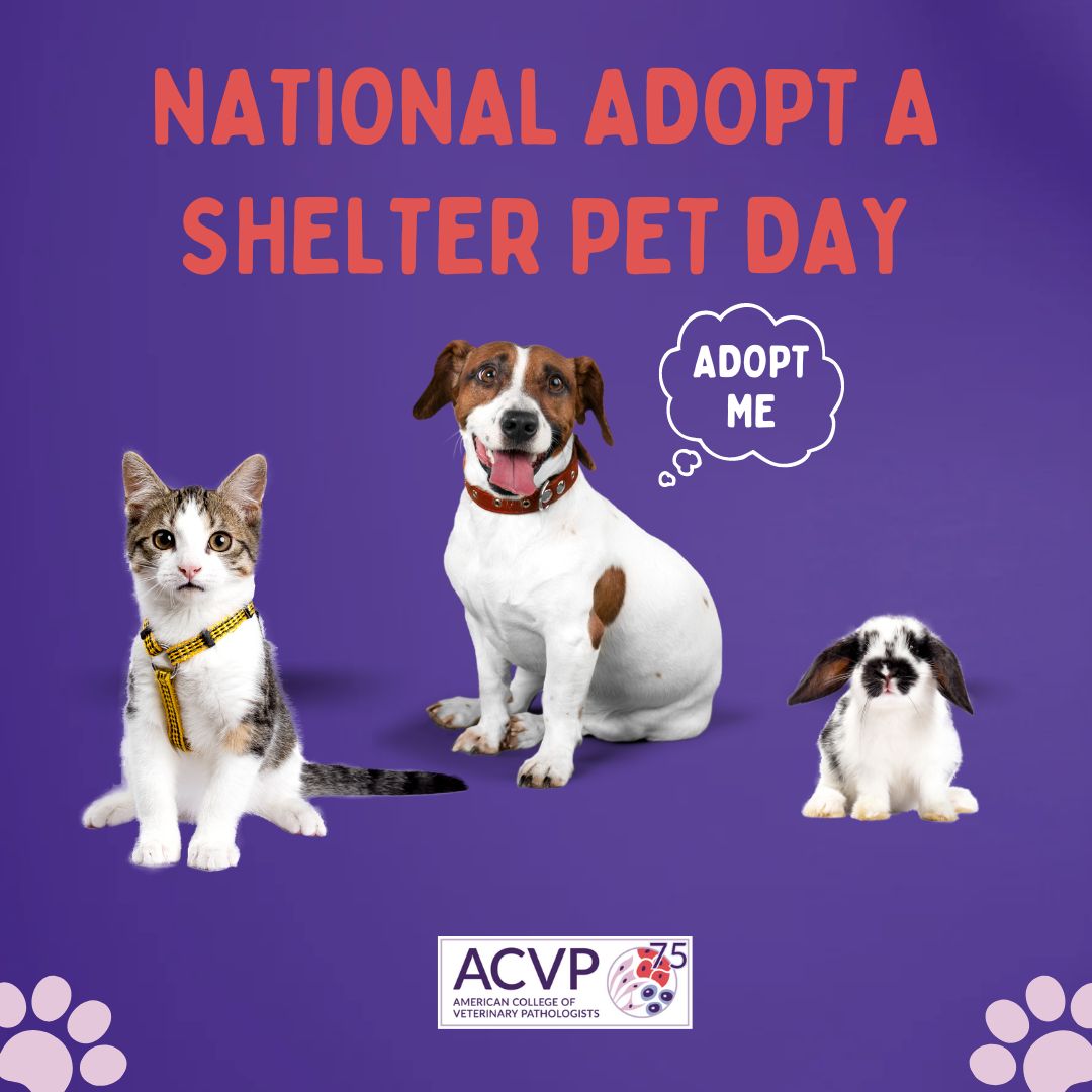 Today is #NationalAdoptAShelterPetDay. So, c'mon, you know the drill -- we want to see them all! Share the love on here and show us those adorable pets you've adopted from shelters over the years! #HumanAnimalBond