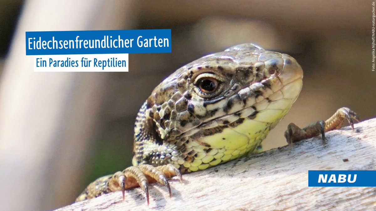 Um euren Garten eidechsenfreundlich zu gestalten, müsst ihr wissen, dass sie liebend gern ein Sonnenbad nehmen. Als Nahrung bevorzugen die Reptilien Insekten und Spinnen 🦎. 👉 Wie ihr mit diesen Infos das perfekte Biotop schafft, lest ihr hier: baden-wuerttemberg.nabu.de/tiere-und-pfla…