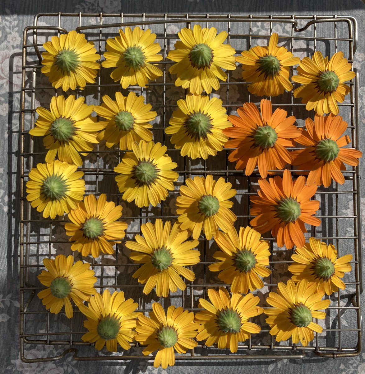 doula, like calendula