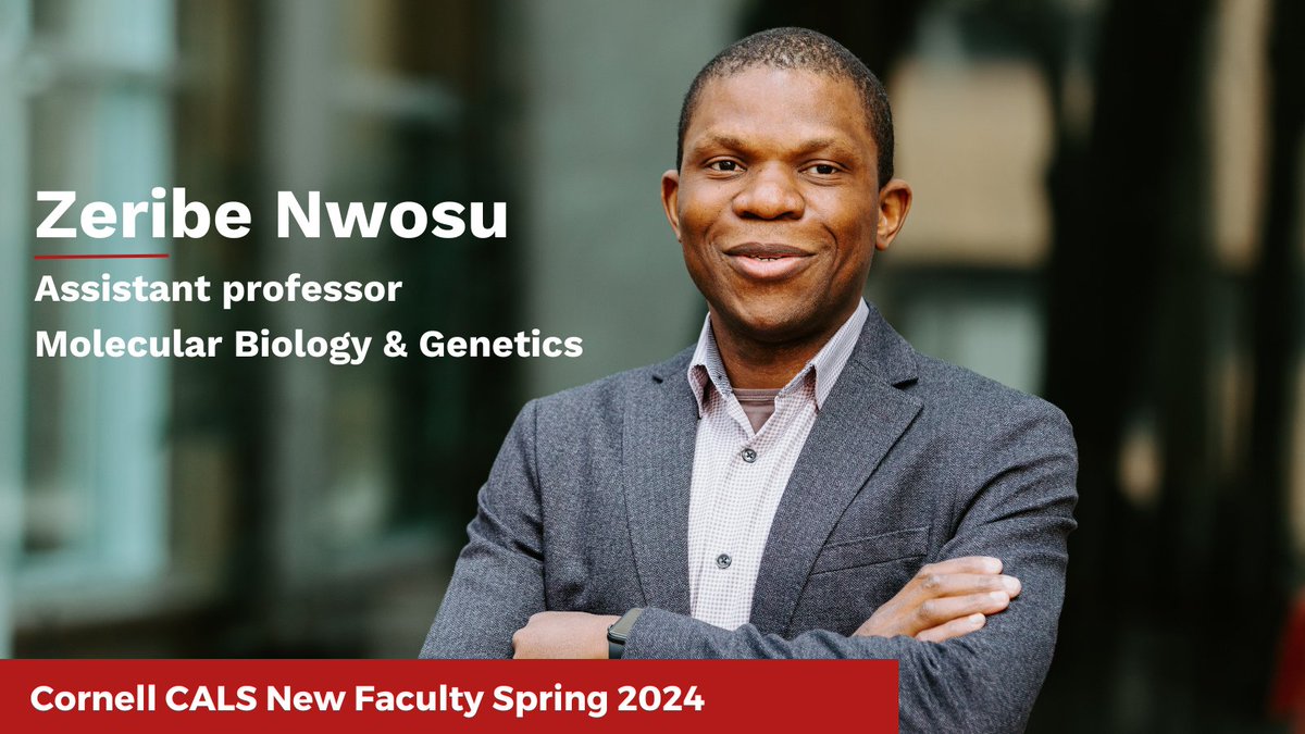 Zeribe Nwosu (@zeribechike), assistant professor of molecular biology & genetics, is working to identify & study mechanisms through which #cancer cells acquire & utilize nutrients - currently mainly focused on pancreatic cancer. Follow his lab: @NwosuLab. cals.cornell.edu/news/2024/04/m…