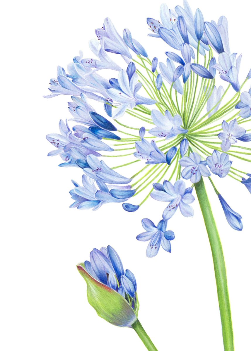 The weather has been shocking here today!! So to add a little brightness here is my Agapanthus illustration. #botanicalart #botanicalillustrator