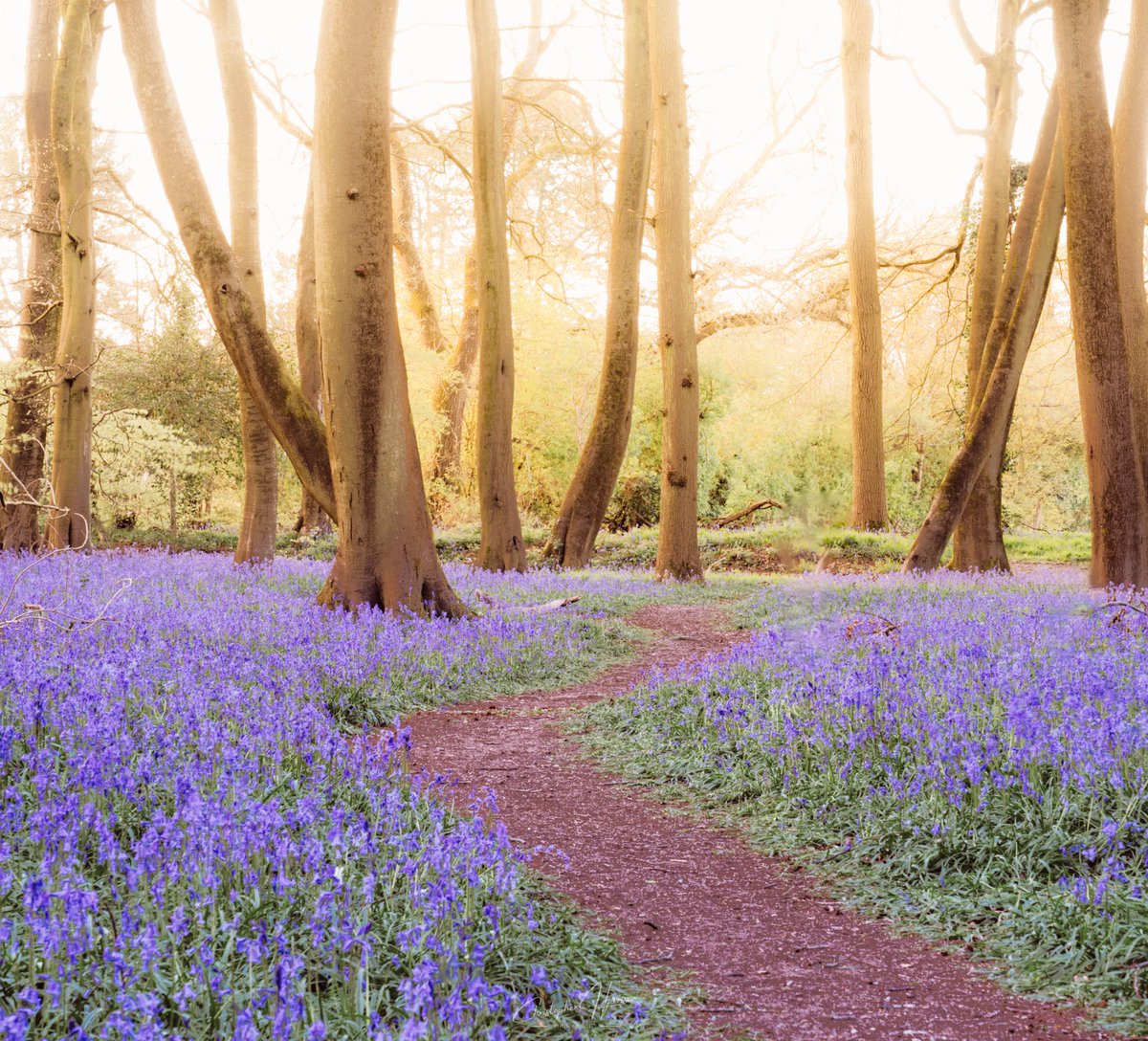 The path through the bluebells.

Would you like to wander through this beautiful ancient woodland?

#photography #bluebells #landscapephotography