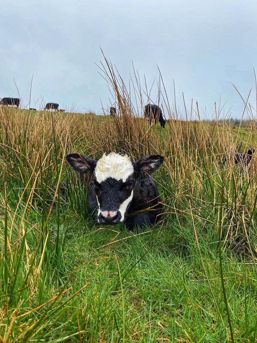 Powered Pasture tweet media