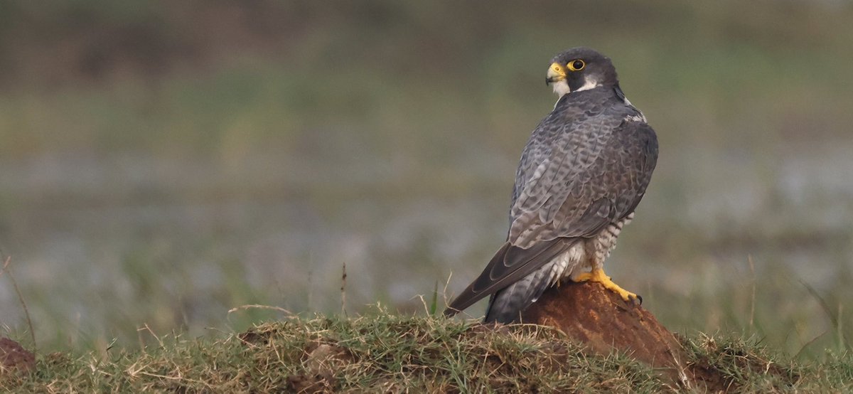 My ace birding guide in Mangalajodi saw this Peregrine Falcon from a mile away and as we paddled furiously towards him in our shikara, I was just hoping that he wouldn’t fly away. Very kind he was and obliged with these pics until we got uncomfortably close and then he flew away…