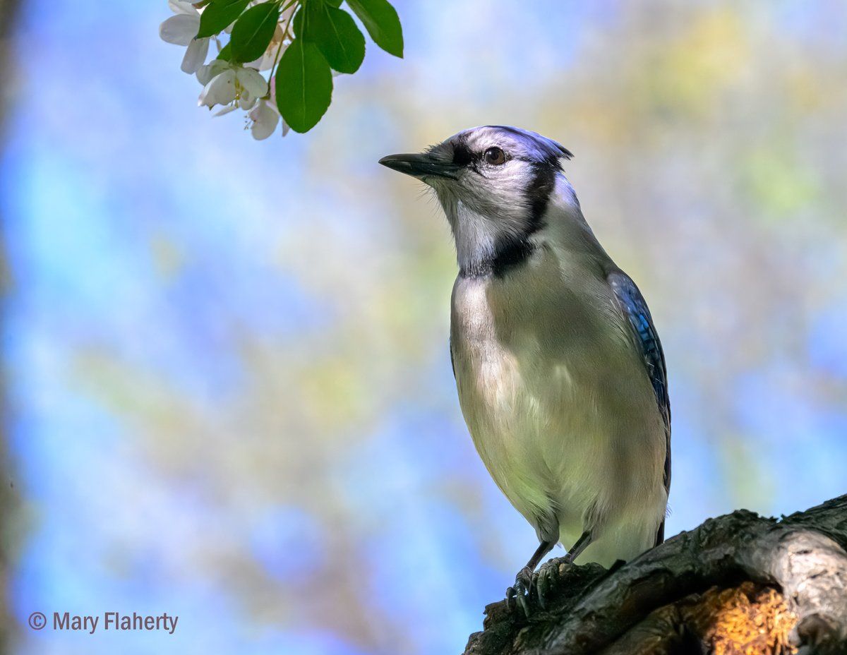 Blue Jay, Stuyvesant Square Park, NYC. 💙💙💙#TwitterNatureCommunity #urbanbirding #TwitterNaturePhotography #BirdsOfTwitter #birds #nature #wildlife